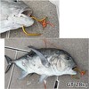 Titanium Large Fish Flying Gaffs for Shore Offshore Tuna, Marlin,