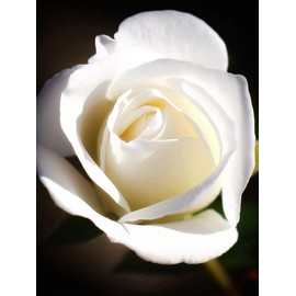 After Shower EDP 50ml / 애프터 샤워 EDP 50ml