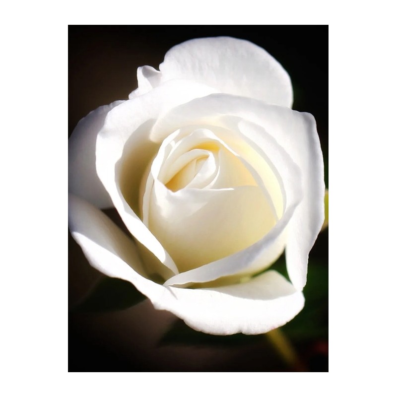 After Shower EDP 50ml / 애프터 샤워 EDP 50ml