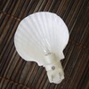 Tumbler Home Real Sea Shell Beach Night Light Real, Natural,