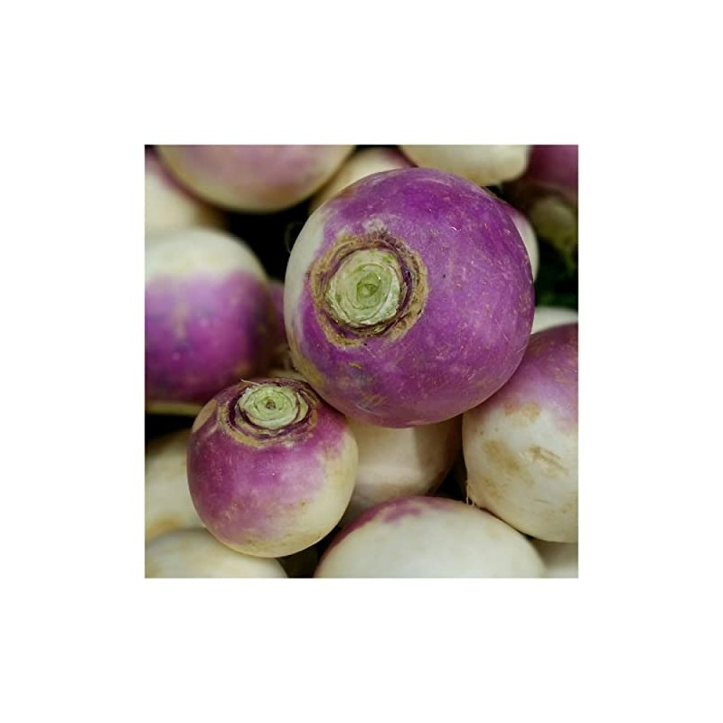 Everwilde Farms - 1/4 Lb Purple Top White Globe Turnip