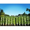 New (20) Individual Stacking Hydroponic 13" Pots - Build Your