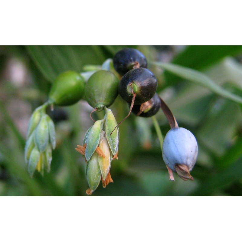 Seeds Job's Tears Coix Millet Annual Flowers for Planting