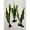 Medium to Large Java Fern (3 Pack) Easy Live Aquarium