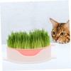 Totority 3 pcs Hydroponic Catnip Planting Tray Soilless Cat Grass