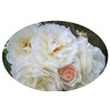 Prom Queen Old Garden Antique Own Root Climbing Rose Double