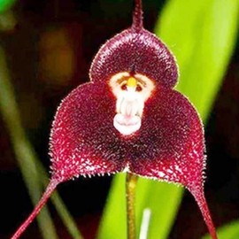 Monkey Face Orchid Seeds Dracula Simia Ornamental GMO Free Perennial Home Decorate Potted Containers Indoor 200Pcs Flower Seeds by YEGAOL Garden