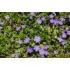 N/A VINCA VINE- PERIWINKLE - GROUND COVER - 12 PLANTS - LOOK!