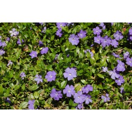 N/A VINCA VINE- PERIWINKLE - GROUND COVER - 12 PLANTS - LOOK!