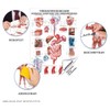 Digestive Organs Mini Poster Anatomy 34x24 cm Medical Teaching Medium