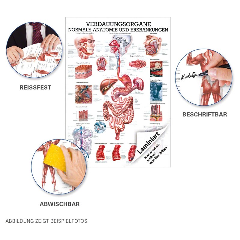 Digestive Organs Mini Poster Anatomy 34x24 cm Medical Teaching Medium