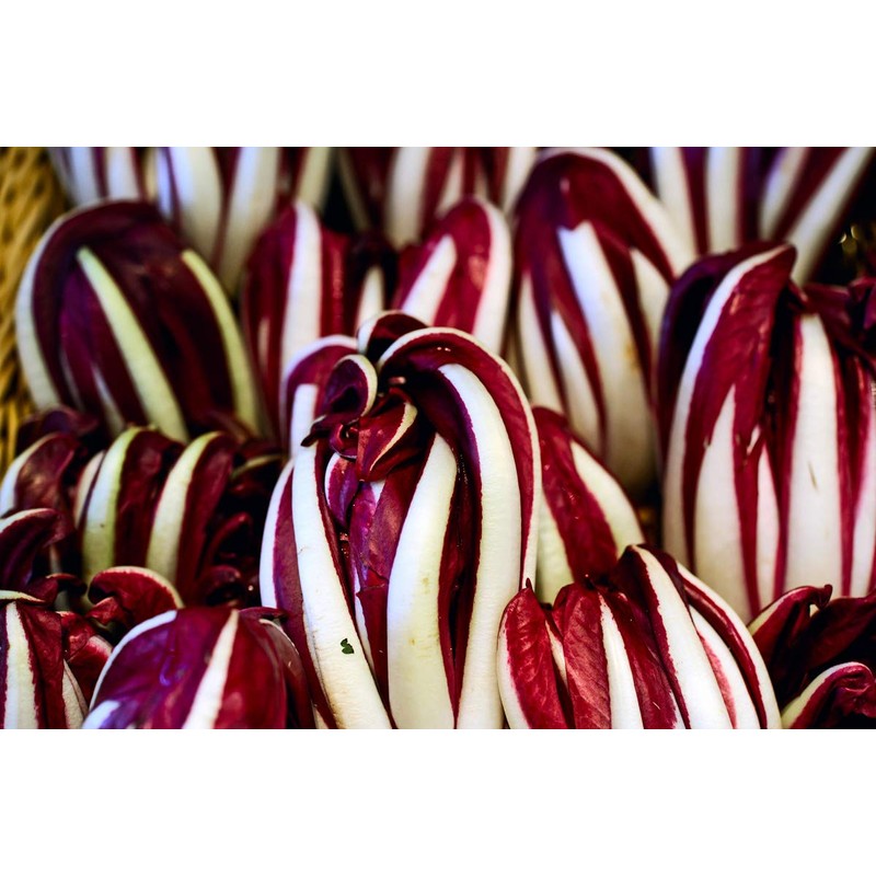 Italian Radicchio and Endive Chicory Mix Seeds for Planting About