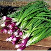 22Day Seeds: Seeds Red Welsh Onion/Bunching/Non GMO/Heirloom