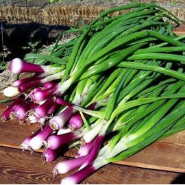 22Day Seeds: Seeds Red Welsh Onion/Bunching/Non GMO/Heirloom