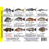 Florida Saltwater Fish Identification Card Set - 3 Doublesided Waterproof