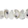 U.S. Shell Oyster Shells, 3.75"-5"