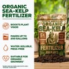 Organic Sea Kelp Fertilizer for Plants – Water-Soluble – Makes
