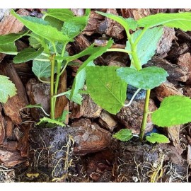 N/A Fignomenal Fig (Ficus carica) LOWEST PRICE ON THE INTERNET- Edible-Dwarf