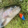 Psarás Dragon trout spoon set box, 12 pieces, 2.3 g,