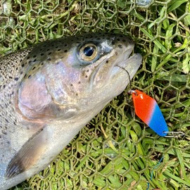 Psarás Dragon trout spoon set box, 12 pieces, 2.3 g, trout fishing spoon, UL fishing