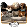 Bark Appeal Blue Wrap N Go Dog Harness for Small-Medium