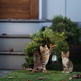 VividLadybug Metal Cat Stake with Solar-Powered Light, Outdoor Solar Decorative Cat Stake, Calico cat Holding Solar Lantern Decor Stake for Outdoor Garden Lawn Yard Set of 2