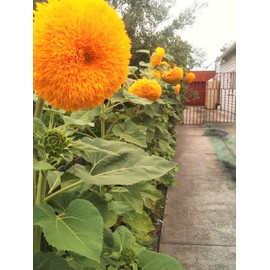TomorrowSeeds - Teddy Bear Tall Sunflower Seeds - 300+ Count Packet - for 2024 Giant Sun Gold Tall Big Huge Fluffy Sun Flower Yellow Sungold USA