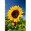 Buy Rare Seeds Helianthus annuus | Common Sunflower | 50_Seeds