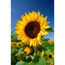 Buy Rare Seeds Helianthus annuus | Common Sunflower | 50_Seeds