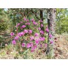 Chill Hill Farms Florida Ironweed | 25 Seeds | Vernonia