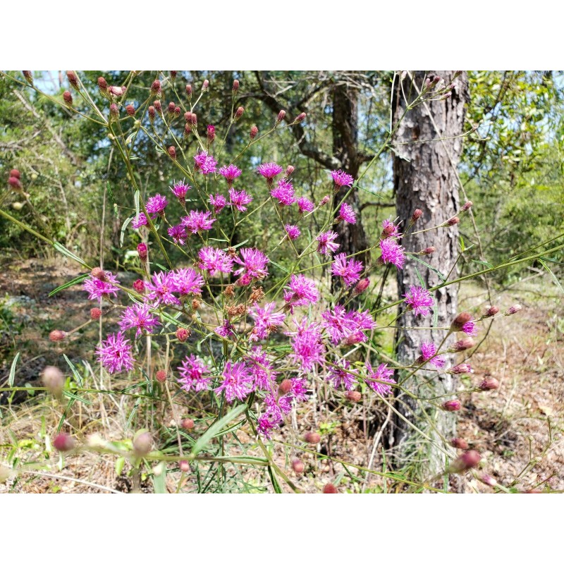 Chill Hill Farms Florida Ironweed | 25 Seeds | Vernonia
