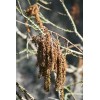 The Jonsteen Company Pond Cypress | Medium Tree Seedling |