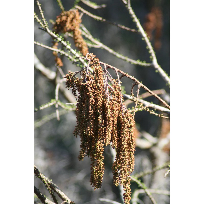 The Jonsteen Company Pond Cypress | Medium Tree Seedling |