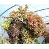 Topiary Art Works 16" (Inside Diameter) Sphagnum Moss Hanging Basket