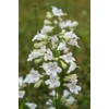 Beardtongue Seeds Penstemon Digitalis Meadow Wildflowers Premium Seeds for Planting