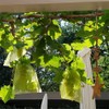 Pack of 100 Fruit Protective Bags, Grape Protective Bags, Fruit