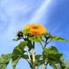 TomorrowSeeds - Tall Teddy Bear Sunflower Seeds - 100+ Count