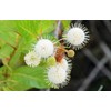 Unbranded Buttonbush Ornamental Shrub {Cephalanthus occidentalis}1