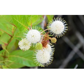 Unbranded Buttonbush Ornamental Shrub {Cephalanthus occidentalis}1
