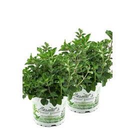 2 x Oregano Hot & Spicy (Sharp)