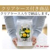 Art Four Seasons ● Offering Mom Dome Preserved Flower (Yellow)