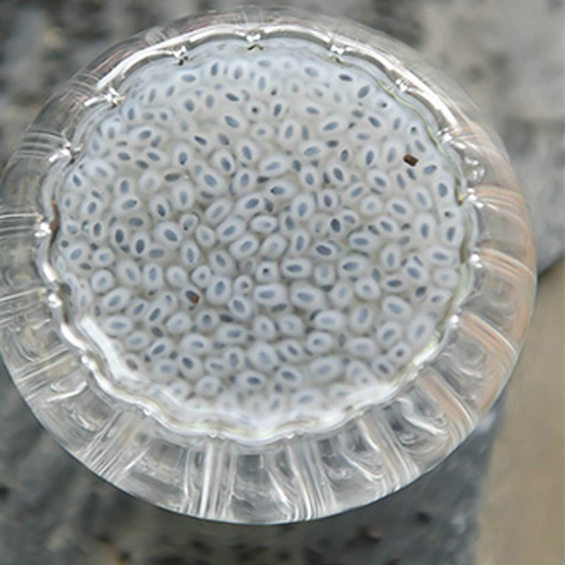 Lan Xiangzi Basil Seeds Fruit Tea Health Care (250g)