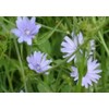 Bluest Blue Chicory 100 Seeds, Beautiful Blue Cut Flower