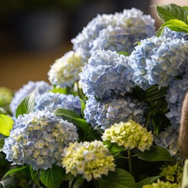 Blooming & Beautiful - The Original Endless Summer Hydrangea - 3 gal - Deciduous Shrub - Blue to Pink Flowers - Reblooming Summer-Fall - Zones 4-9 - Hydrangea macrophylla 'Bailmer' - 3 Gallon Pot