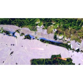 Guppy Grass – Floating Aquarium Plant – Buy 2 Get 1 Free – Natural Fry Cover