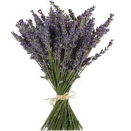 TooGet Natural Lavender Bundles, Freshly Harvested 200 Stems Dried Lavender Bunch 16" - 18" Long, Decorative Flowers Bouquet for Home Decor, Crafts, Gift, Wedding or Any Occasion