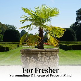 American Plant Exchange American Plant Exchange Live Windmill Palm Tree, Chusan Palm Tree, Plant Pot for Home and Garden Decor, 10" Pot