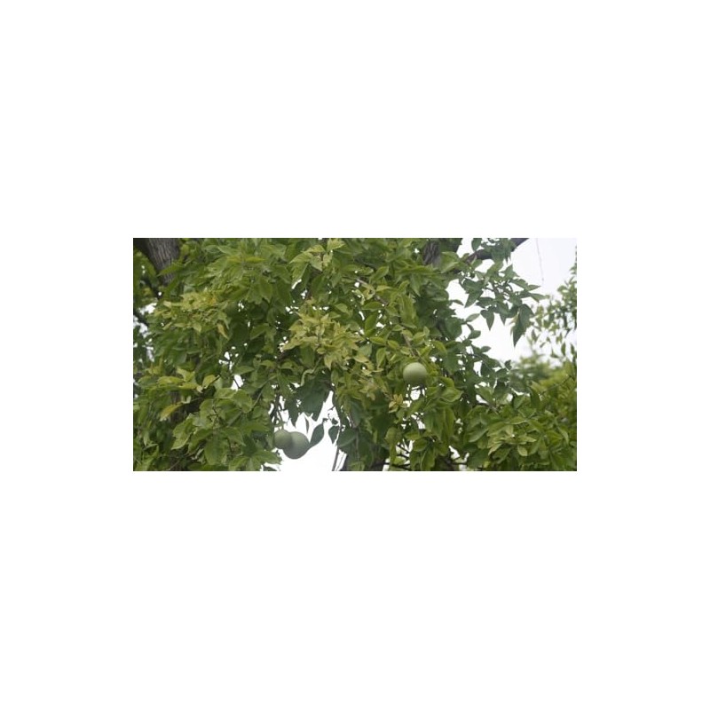 10 Seeds Bael Fruit Tree | Aegle marmelos Bengal Quince