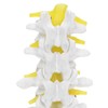 Human Lumbar Vertebral Model School Educational Teaching Model Tool Spine