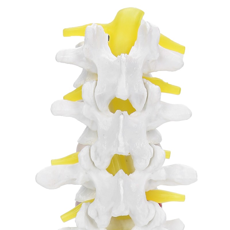 Human Lumbar Vertebral Model School Educational Teaching Model Tool Spine